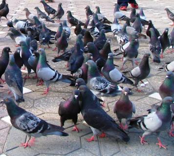Doença de Newcastle em aves de duas ilhas dos Açores 