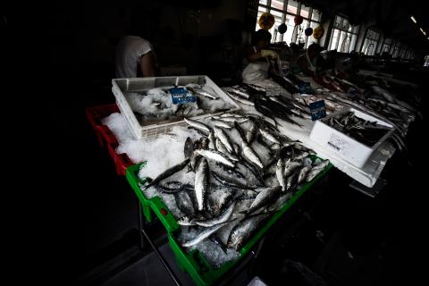 Pesca da sardinha reabriu após quase cinco meses encerrada