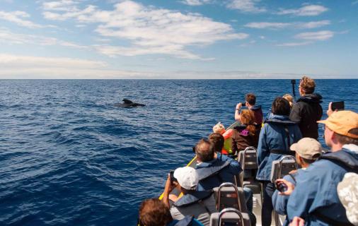 Recreio e turismo já geram mais valor que a pesca nos Açores