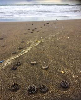 Açores mobilizam perto de um milhar de pessoas na Semana do Mar sem Plástico