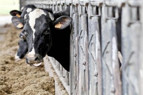 Produtores de leite apreensivos e desconfiados por falta de informação