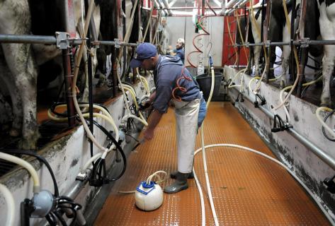 PSD/Açores diz que executivo açoriano apoiará produtores de leite mas não se pode substituir à indústria