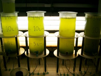 Suplemento alimentar criado a partir de alga açoriana cresce 40% ao ano