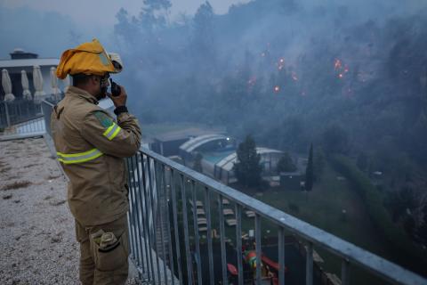 Confagri reclama apoios urgentes para mitigar efeitos do fogo bacteriano nos pomares de pera