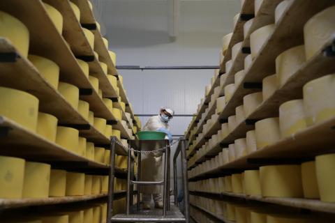 Cooperativas de laticínios de São Jorge com dificuldades em escoar queijo