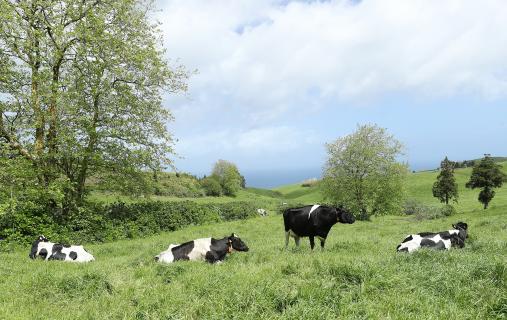 Agricultores açorianos preocupados com descida do preço do leite