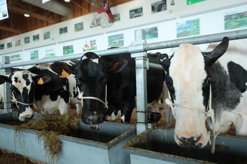 Concurso Micaelense Holstein Frísia de Outono decorre no fim de semana