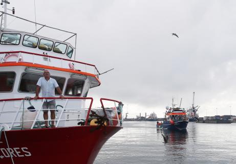 Acordo europeu de pescas prevê menos captura de carapau, solha ou linguado em Portugal