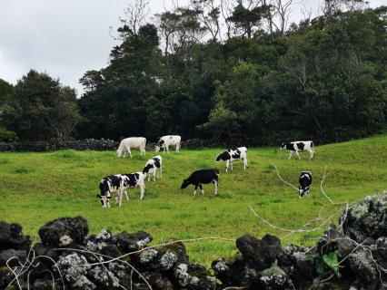 Apoios às RUP podem ficar mais instáveis e imprevisíveis com nova PAC, alerta TCE