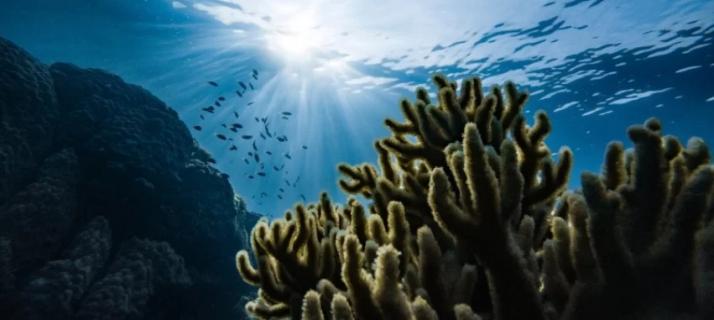 Açores defendem especificidades da região no Plano de Acidificação dos Oceanos