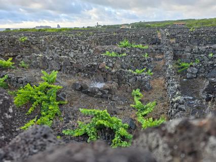 Vinho de Cheiro dos Açores pode voltar a ser autorizado