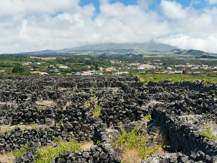 Vinhos dos Açores querem ser mais conhecidos na América