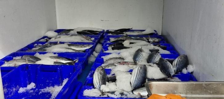 Conserveiras rejeitam culpas pela falta de espaço para armazenar atum nos Açores