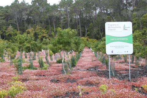 Governo estuda floresta do século XXII com endémicas