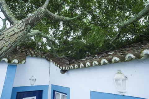 Proteção Civil dos Açores regista 196 ocorrências e 16 pessoas realojadas