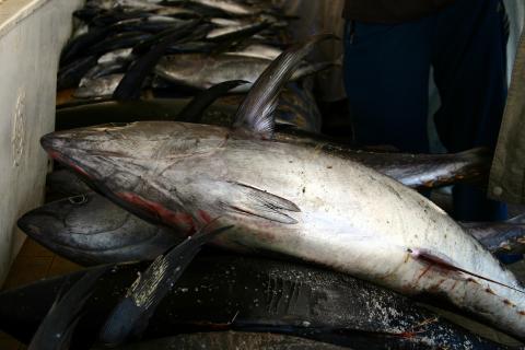 Suspensão temporária da taxa de raio-X no transporte de peixe