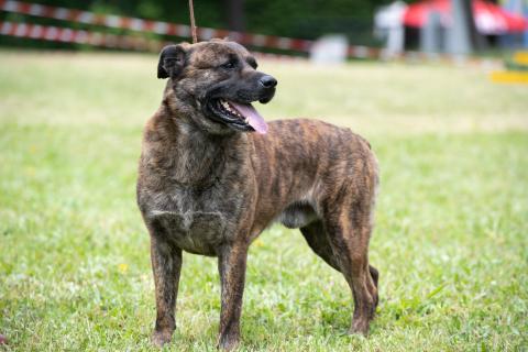 Segundo estudo genético à raça do Cão de Fila de São Miguel está em marcha 