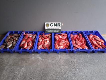 GNR apreende 100 quilos de pescado na Terceira