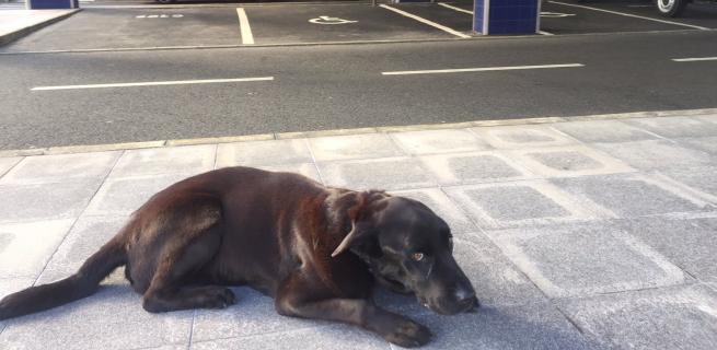 Apoio para receber cuidados médicos chegou a mais de 40 animais de estimação