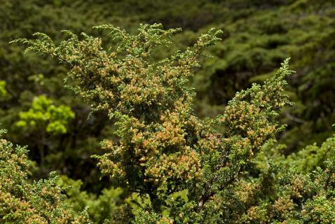 Governo dos Açores garante que vai plantar milhares de árvores para compensar abates na construção da variante às Capelas
