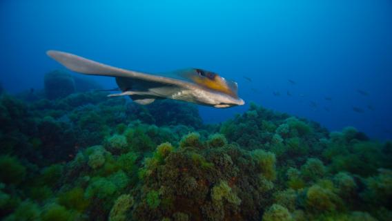 Investigadores discutem RAMPA em revista científica