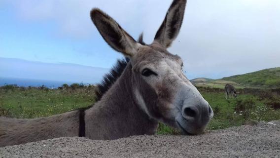 Um burro da Graciosa para celebrar o outono em Serralves