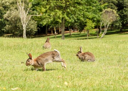 O que fazer com a sobrepopulação de coelhos do Parque Urbano?