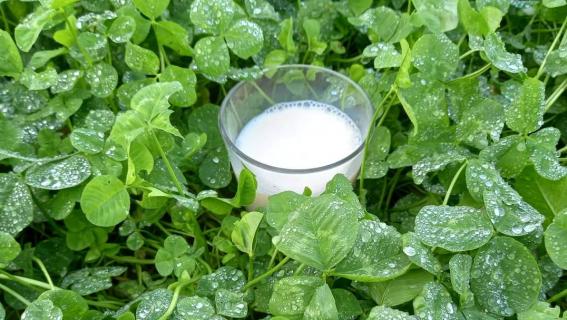 Primeiro leite biológico dos Açores em risco de deixar de ser produzido