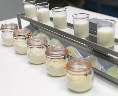 Prolacto obtém certificação internacional para leite de pastagem dos Açores