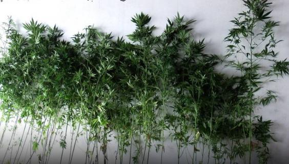 Apreendidas 69 plantas de canábis em São Jorge