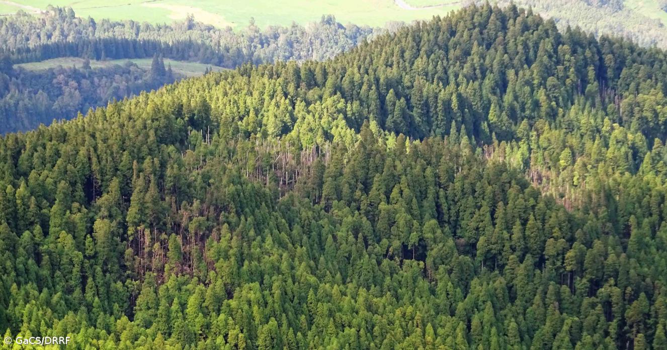 Restauro ambiental deve ser a prioridade dos Açores, diz a APPAA