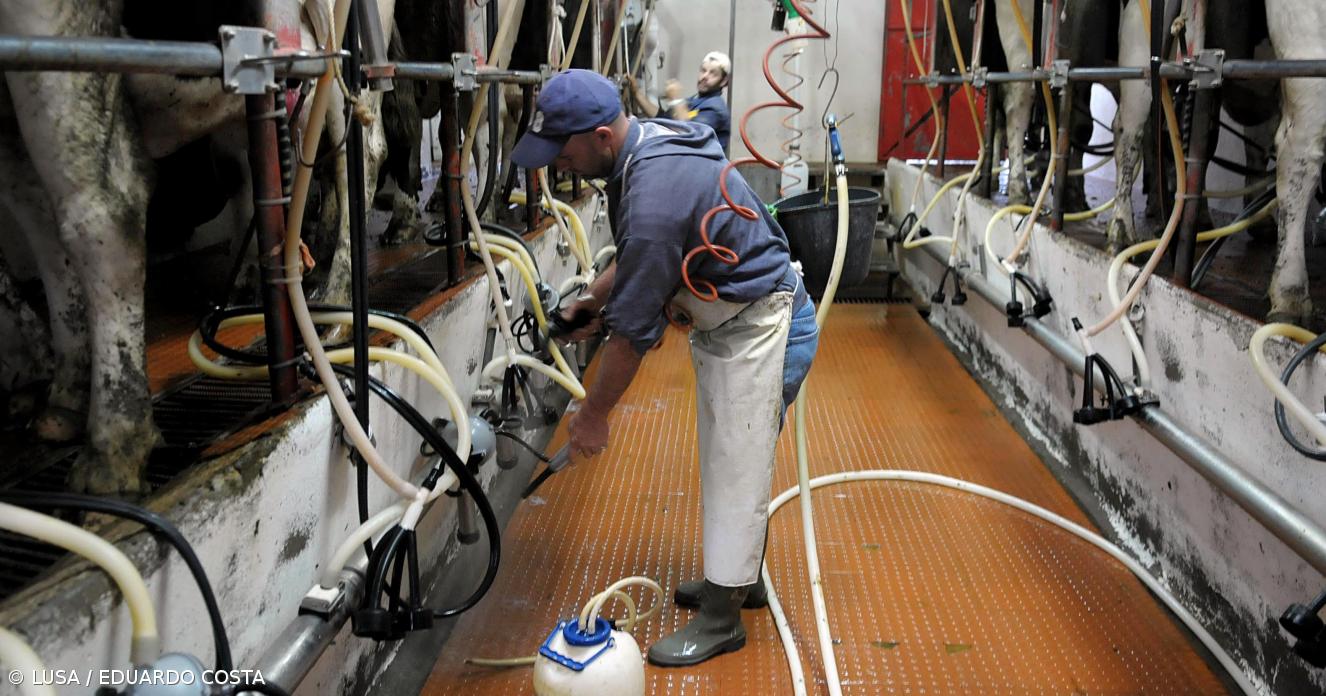 Produtores da ilha Terceira concertam medidas de resposta à descida do preço do leite