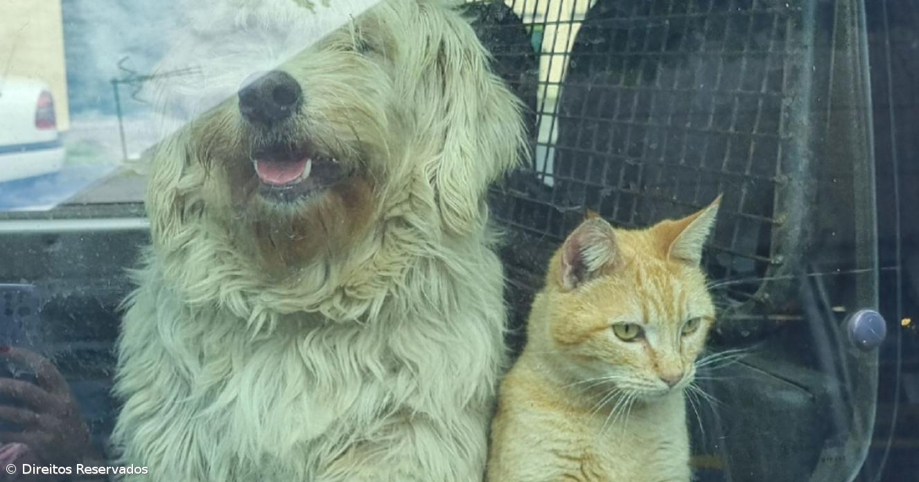 Número de veterinários cresce, mas desafios persistem