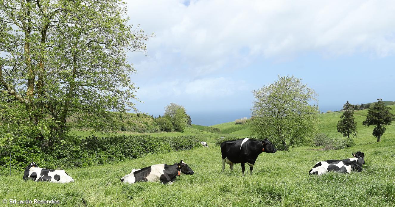 Agricultores açorianos preocupados com descida do preço do leite