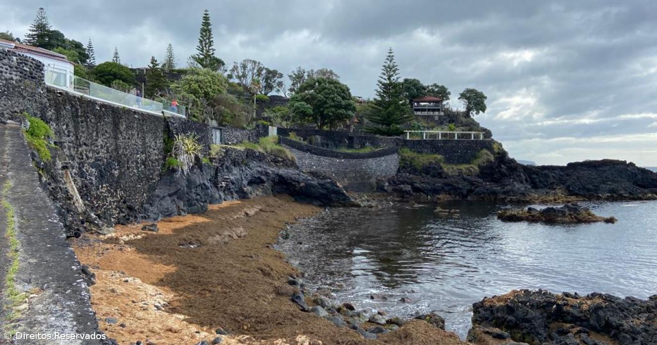 Estudo da Universidade dos Açores admite dificuldade no combate à alga invasora