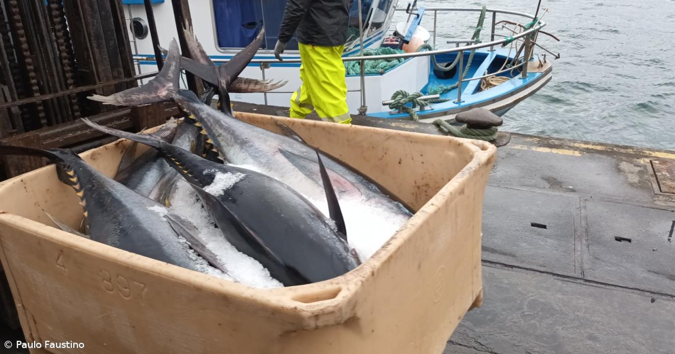 Reaberta pesca de atum-patudo nos Açores e na Madeira