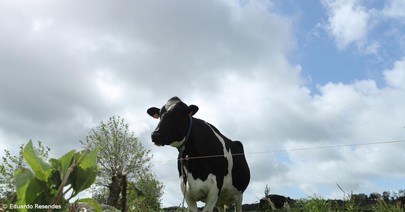 Leite açoriano deve ser mais valorizado revela auditoria