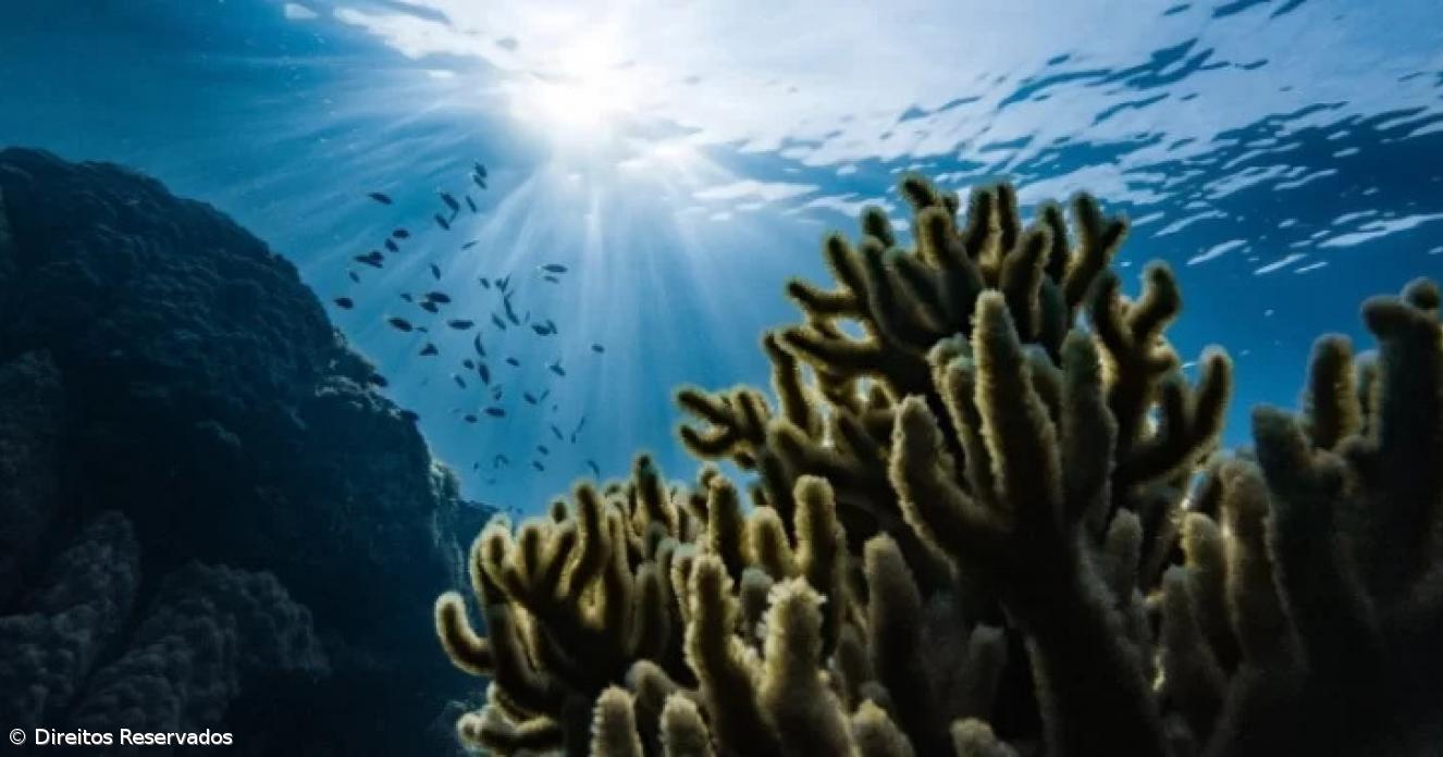 Açores defendem especificidades da região no Plano de Acidificação dos Oceanos