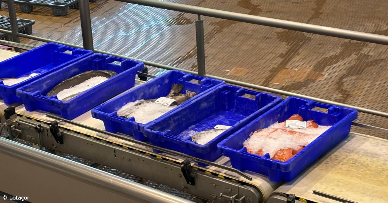 Açores registam menos pescado e menor valor vendido do que há um ano