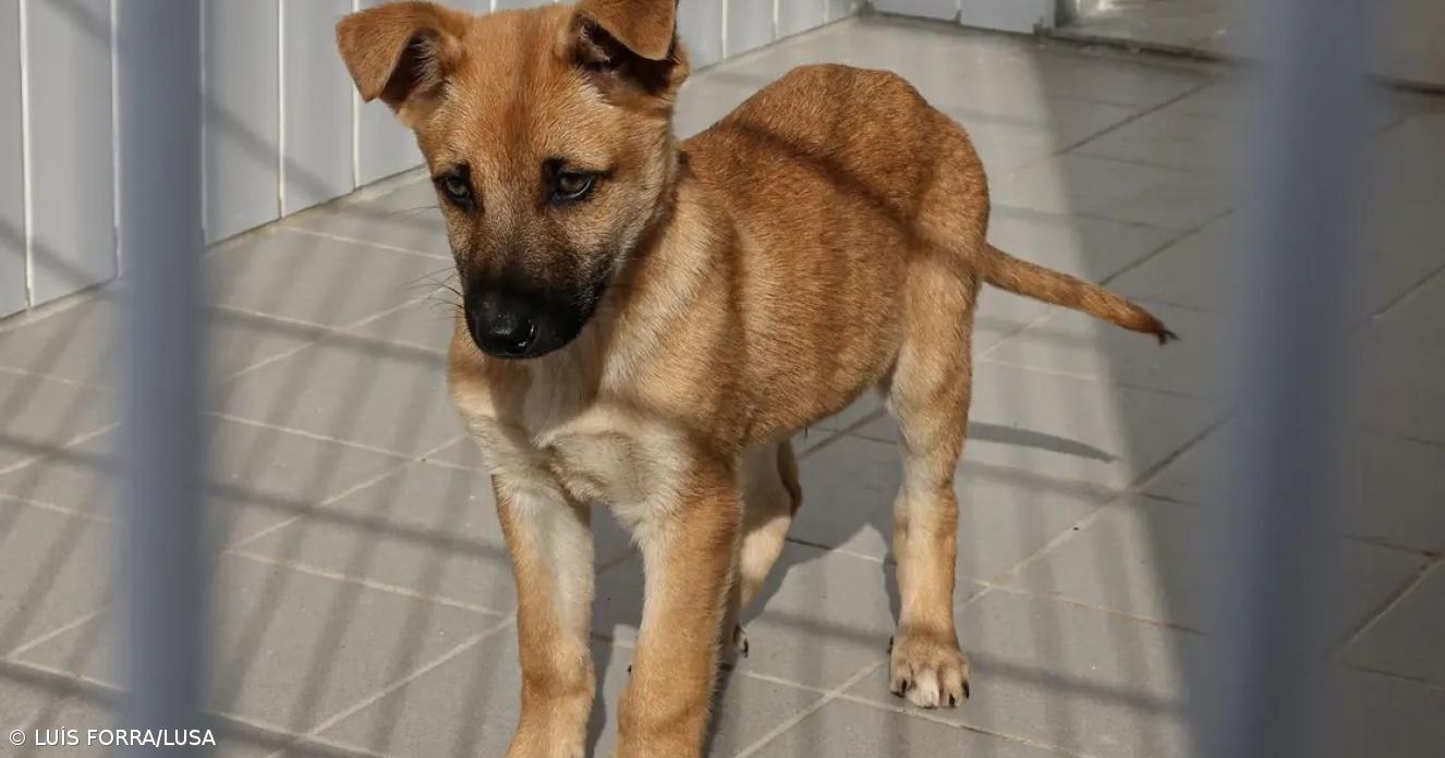 Cães abandonados vão ajudar a combater a solidão de idosos nos Açores