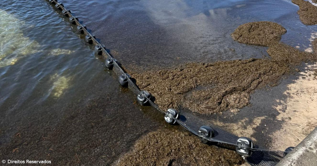 Barreira para conter e desviar as algas está a ser testada na baía de Porto Pim