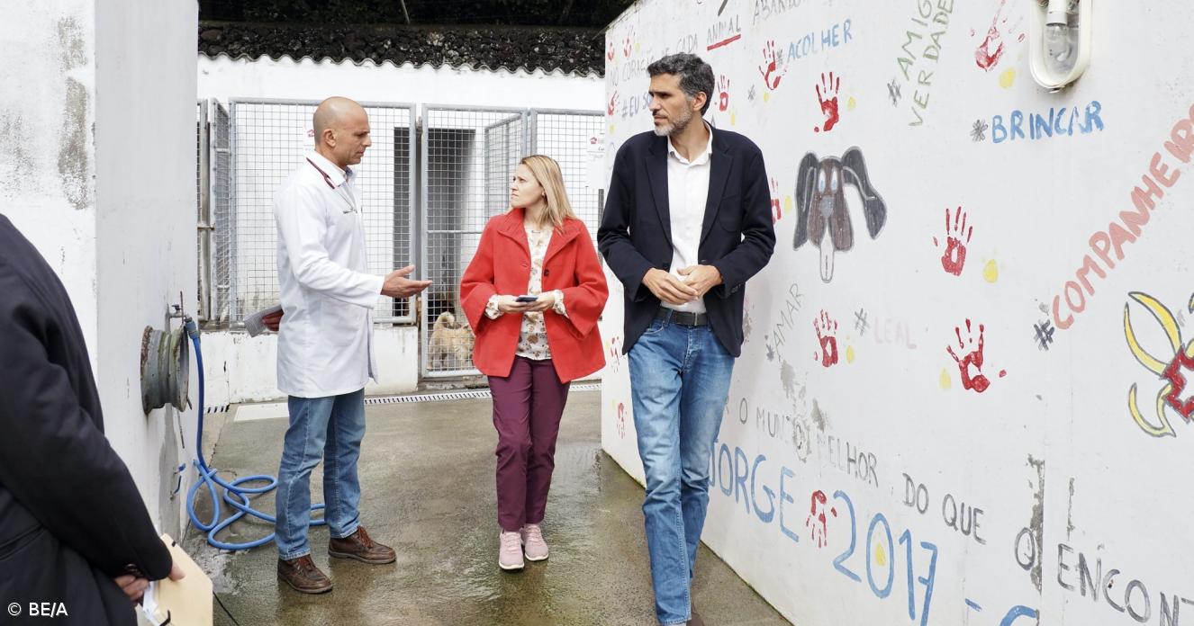 BE/Açores quer reforço da proteção animal e vai apresentar propostas no parlamento