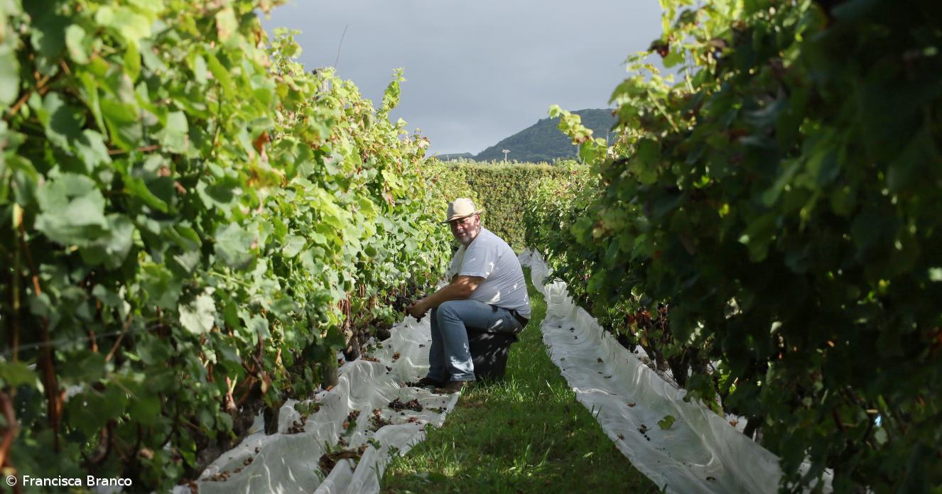 Procuram-se as castas certas para o clima dos Açores